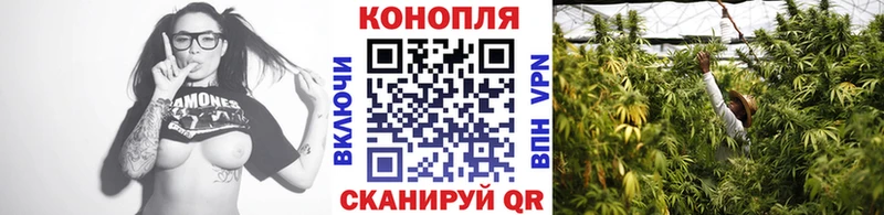 Конопля сатива  Чухлома 